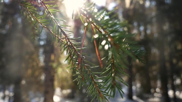 Close up of pine tree during sunrice in forest