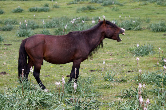 Ein wiehernder Garrano Wildpferd Hengst in Nord-Portugal im Nationalpark
