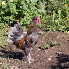 portrait of a rooster