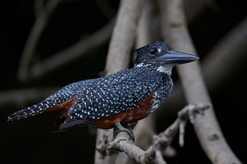 Giant kingfisher (Megaceryle maxima)