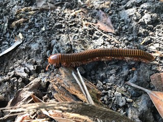 Millipedes