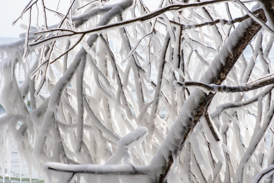 Ice Coated Branches Along Lake Michigan Shore In Extreme Sub Zero Temperatures