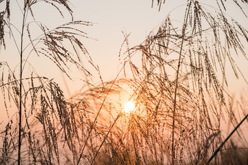 soft focus Poaceae Grass and sunlight.