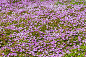 Obraz premium Daisy flowers