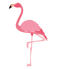 elegant flamingo bird icon