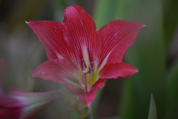 Fototapeta premium Macro-Flower