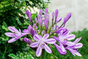 Flowers, purple, white and green.