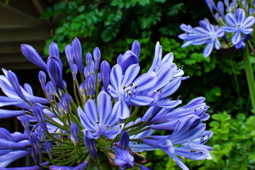 Flowers, colors: blue, purple, white and green.