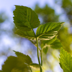 Leaves on raspberry branches in spring