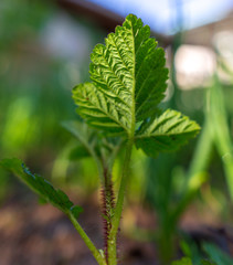 Leaves on raspberry branches in spring