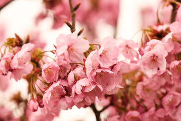 Pink Cherry Blossom in Japan