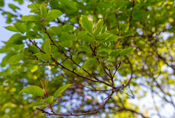 Leaves on apricot branches in spring