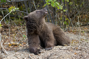 Fototapeta premium Durch EU-Recht werden in einem Auffanggehege rumänische Tanz- Zirkusbären etc. inzwischen möglichst artgerecht gehalten, hier ein schnüffelndes Jungtier