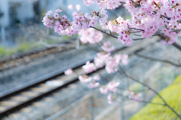 線路沿いの桜