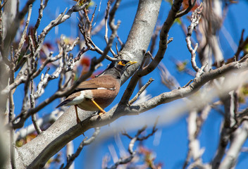 Indian starling on the branches of a tree in spring
