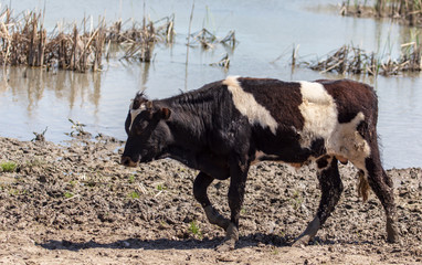 Cows at a watering place on a pond in spring