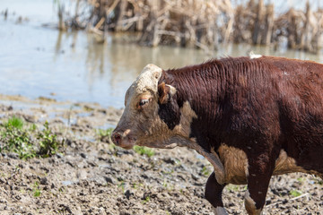 Cows at a watering place on a pond in spring