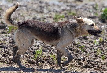 The dog runs near the pond in nature