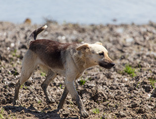 The dog runs near the pond in nature