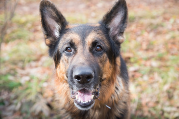 Dog German Shepherd outdoors in an autumn