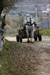 Ein Schimmel zieht einen alten Holzwagen bergauf im Nationalpark Königstein