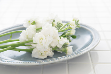 白いストックの花