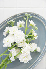 白いストックの花