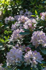 Rhododendron flowers