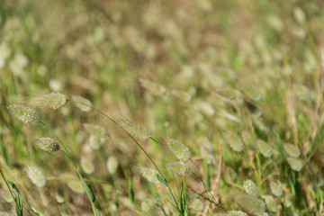 Flowers in Melbourne Royal Botanic garden