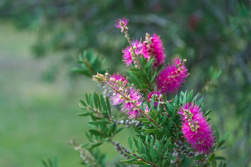 Flowers in Melbourne Royal Botanic garden