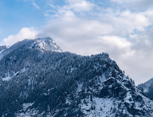 Fototapeta na wymiar Mountain Peak Covered By Pinewoods In Manali, Himachal Pradesh