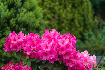 Obraz premium Rhododendron flowers