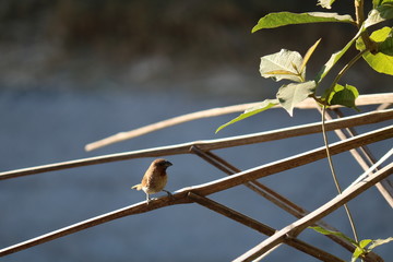 sparrow on branch