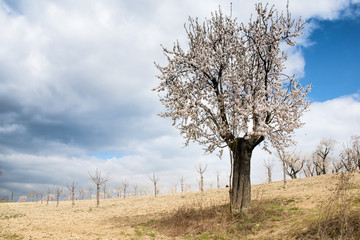 Almond orchard near Hustopece, Czech Republic, Europe