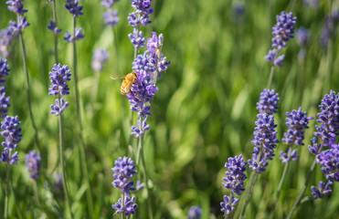 Obraz premium Lavender flower field