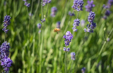 Lavender flower field