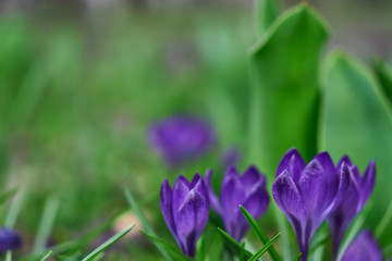 Image of spring crocuses.