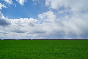 Fototapeta na wymiar Image of a field of young wheat.