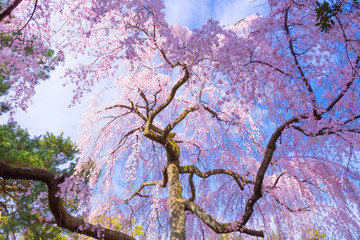 京都御苑のしだれ桜
