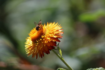 bee on a flower