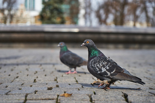 Image of pigeons in the city in early spring.