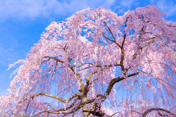 京都御苑のしだれ桜