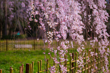 京都御苑のしだれ桜
