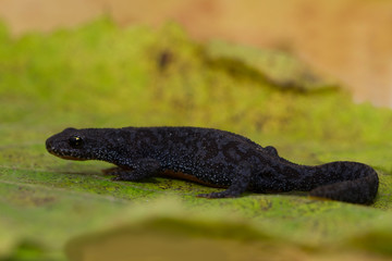 Ein Bergmolch-Weibchen in Landtracht auf einem grünen Blatt