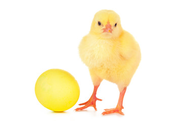 Easter colorful eggs and cute little chicken isolated on white