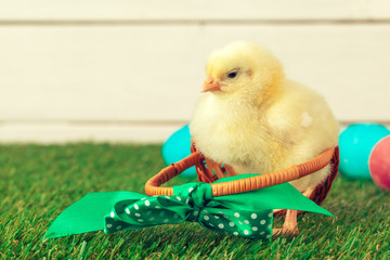 Easter eggs and chickens on green grass
