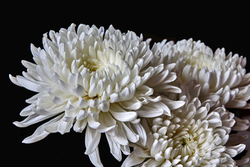 White chrysanthemums are spherical in shape with a green core on a blurred background. Russia, Moscow, holiday, gift, mood, nature, flower, plant, bouquet, macro
