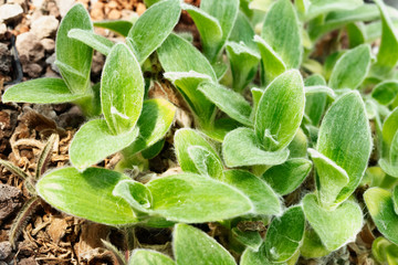 Cyanotis somaliensis plant