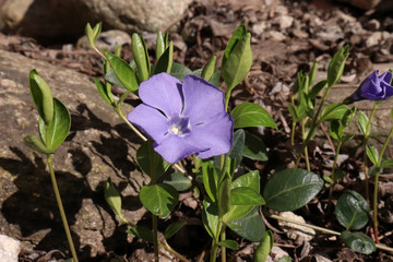 Blue lesser periwinkle Vinca minor flowers and leaves close up .Is a genus of flowering plants in...