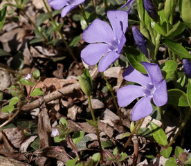 Blue lesser periwinkle Vinca minor flowers and leaves close up .Is a genus of flowering plants in...